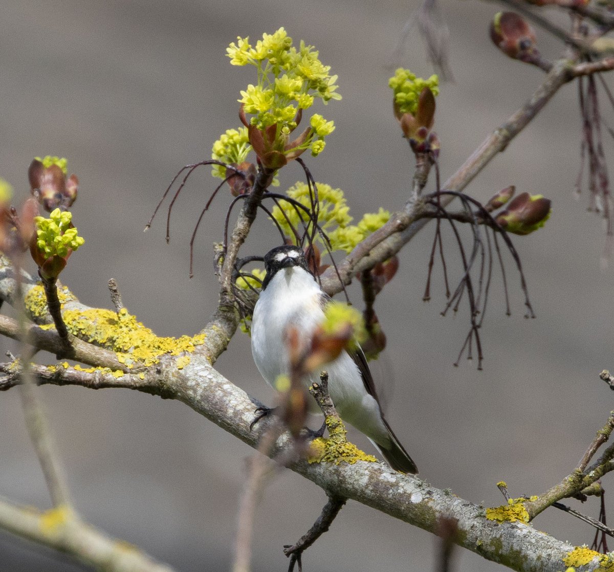 male Pied Flycatcher in Easton Ladymead gardens