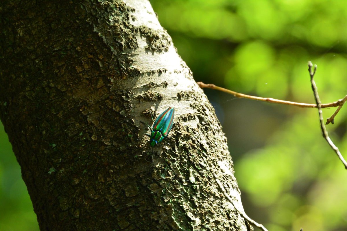 nakayamaraiden's tweet image. 2022/7月くらい　鷹取山　#D7100 #私とニコンで見た世界