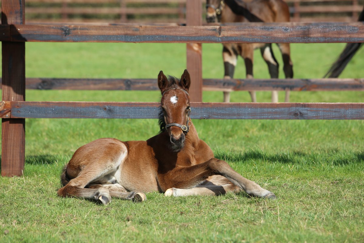 Happy #FoalFriday! This handsome FRANKEL colt is the second foal out of Gr.1 Matriarch Stakes-winning BATED BREATH mare Viadera. He has a yearling half-brother by Sea The Stars and Viadera has returned to Frankel this year