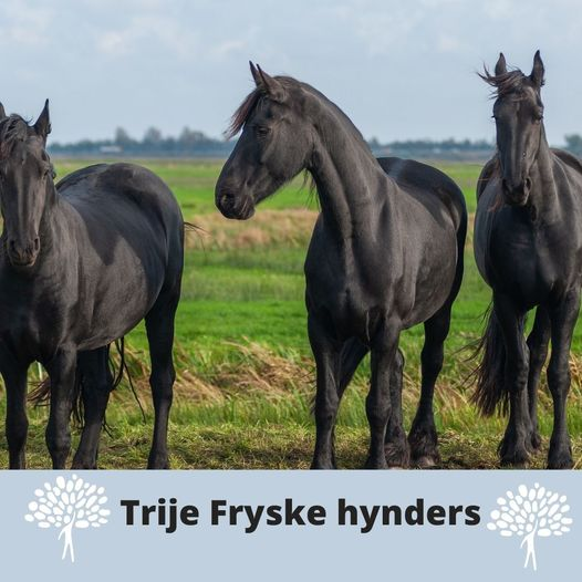 Bigbadwolfrecords+Distro tweet media