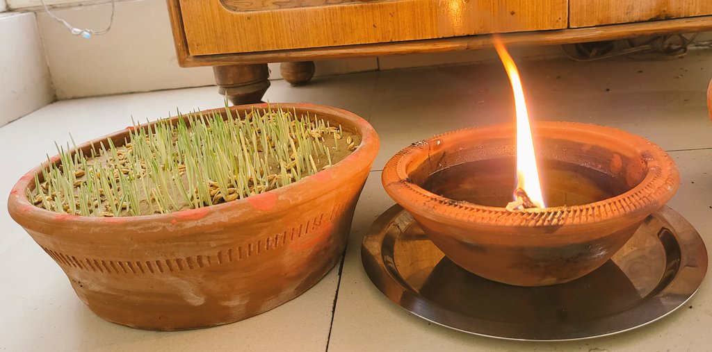 The sight I love in my house during Navratri ❤️🥰 The growing खेतरी, and the glowing अखंड जोत 🙏🏼🚩 जय माता दी 🙏🏼 #Navratri2024 #SanatanaDharma #Sanatani #Hindu #Hindutva