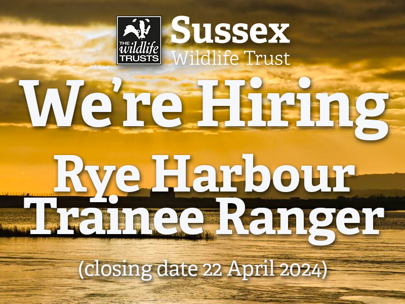 Do you have a passion for nature and aspirations to develop a conservation career? We are excited to offer a paid Trainee Ranger position at #Rye Harbour Nature Reserve.

Full details and how to apply here: sussexwildlifetrust.org.uk/get-involved/j… #SussexJobs
