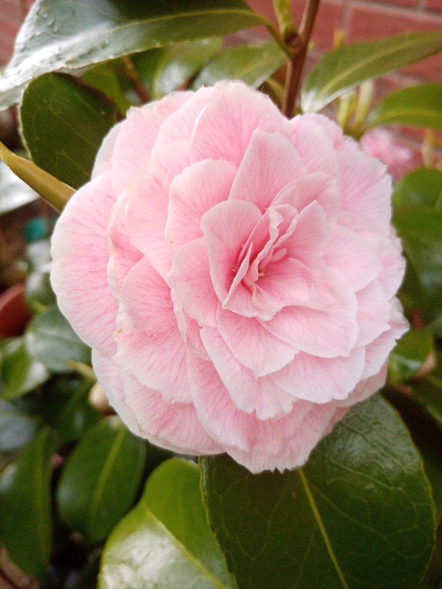 #FlowersOnFriday : Camellia bloom on a dull morning.