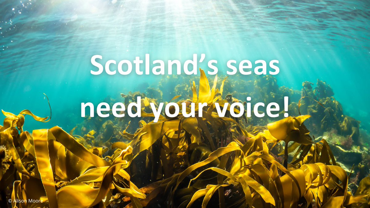 🌊Scotland's seas need your voice! 🌊 We are urging the Scottish government to end 10 years of delays and properly protect Scotland’s marine protected areas. Sign our petition: scotlink.org/action #OceanRecoveryNow