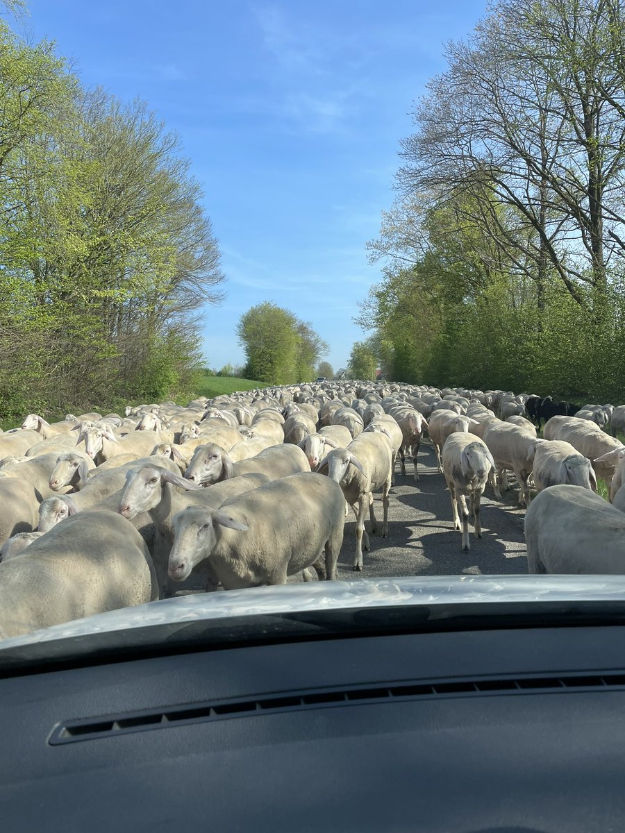 lechgeist's tweet photo. Ups!!!!! 🐑 🐑 🐑 https://t.co/yDIGuvx5ei