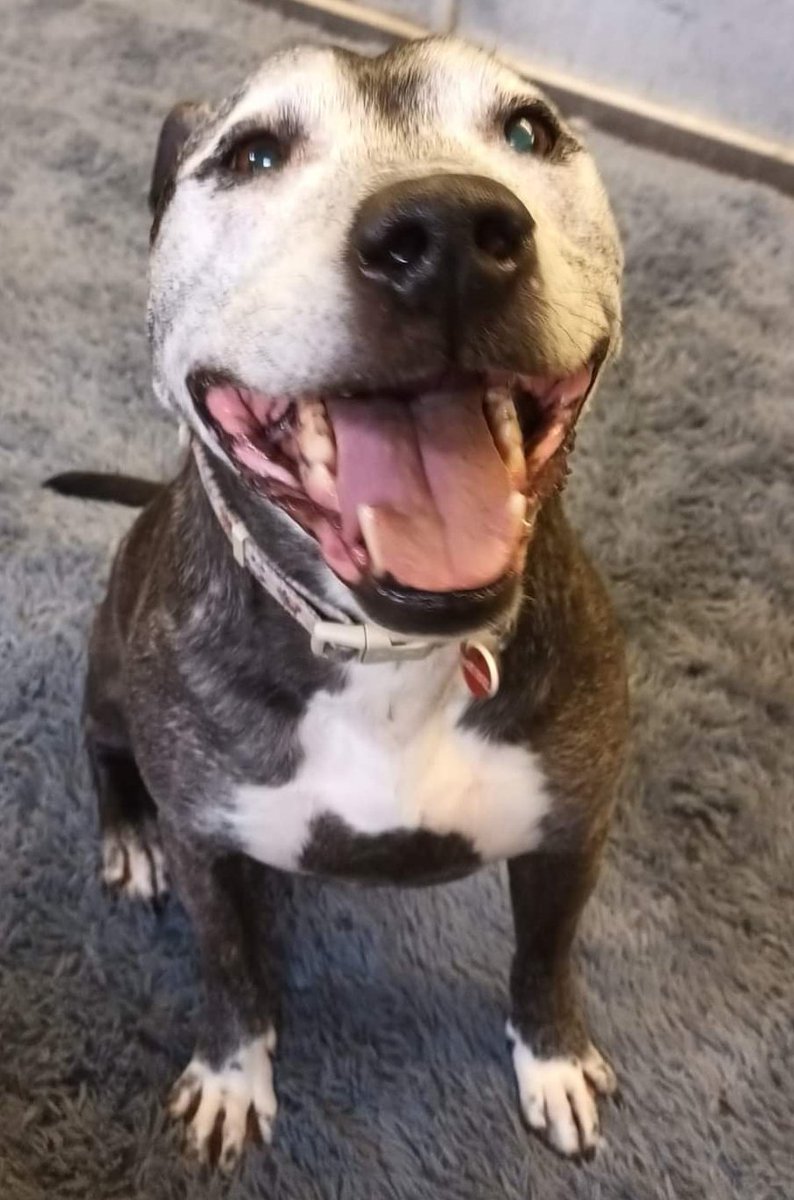 Morning pals! So dis is me first day taking over me pal Hughies account to see if yoo can help me like yoo did hims. Dis is me happy face as I is so excited to be ere n so happy to meets yoo all too 😁 Off for walkies soon so will catchya later, TTFN AA 💙 seniorstaffyclub.co.uk/adopt-a-staffy…