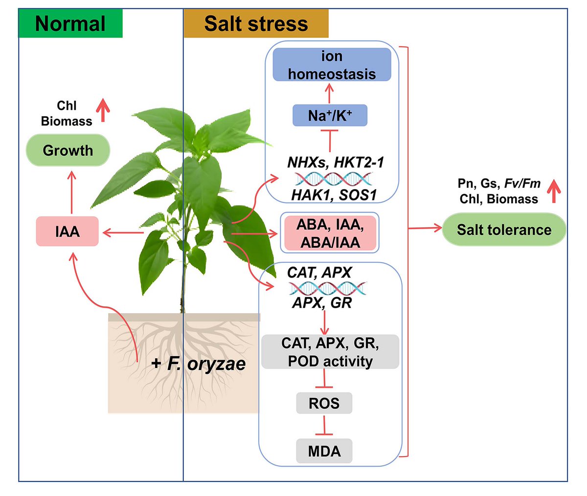 🌶️How does F. oryzae colonization of pepper roots significantly improve the tolerance of pepper to salt stress? #saltstress #abioticstress

Read more bit.ly/4aiGaYV