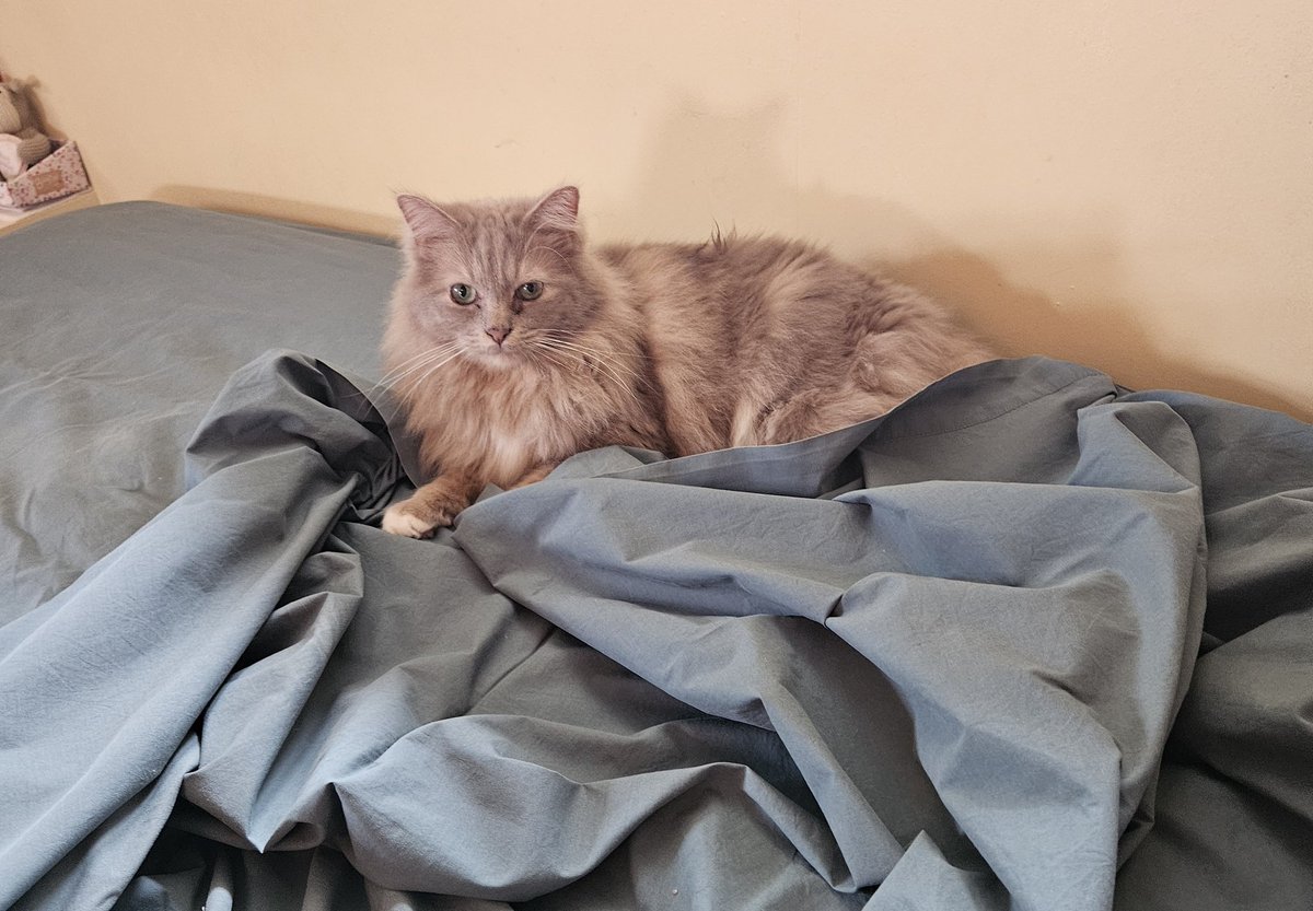 Yay! Bed xhange day, Barney's favourite day of the week 🤣