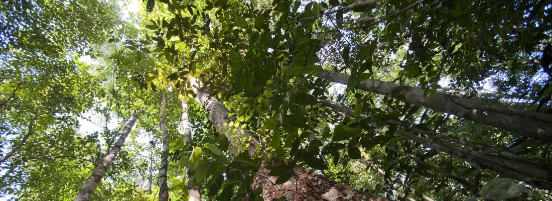 What is the origin of genetic diversity in plants ❓🌴🌳 Scientists used the French Guiana #forest as the setting for their research, leading to a series of discoveries on this fundamental question in biology 👉url.inrae.fr/4aePJri