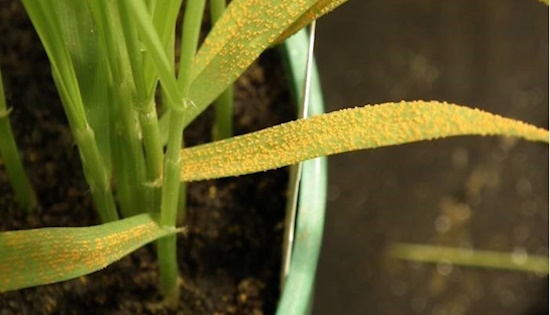 Apply for this exciting paid summer #research project investigating fungicide resistance in pathogenic rust #fungi - supervised by Dr @nichola_hawkins @niabgroup, Cambridge. rsb.org.uk/get-involved/g… Deadline 21 April @RoyalSocBio #ECRchat #PlantSci #PlantHealth #PlantPathology