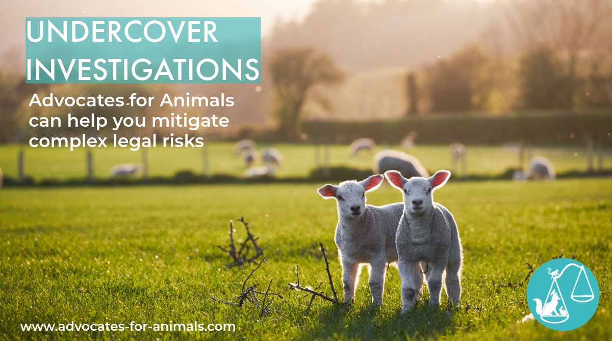 Undercover investigations can be hugely beneficial in advancing animal protection. However, they involve complex legal issues, including confidentiality, libel, trespass and data protection. To find out more on how we can help visit our website, link in bio.