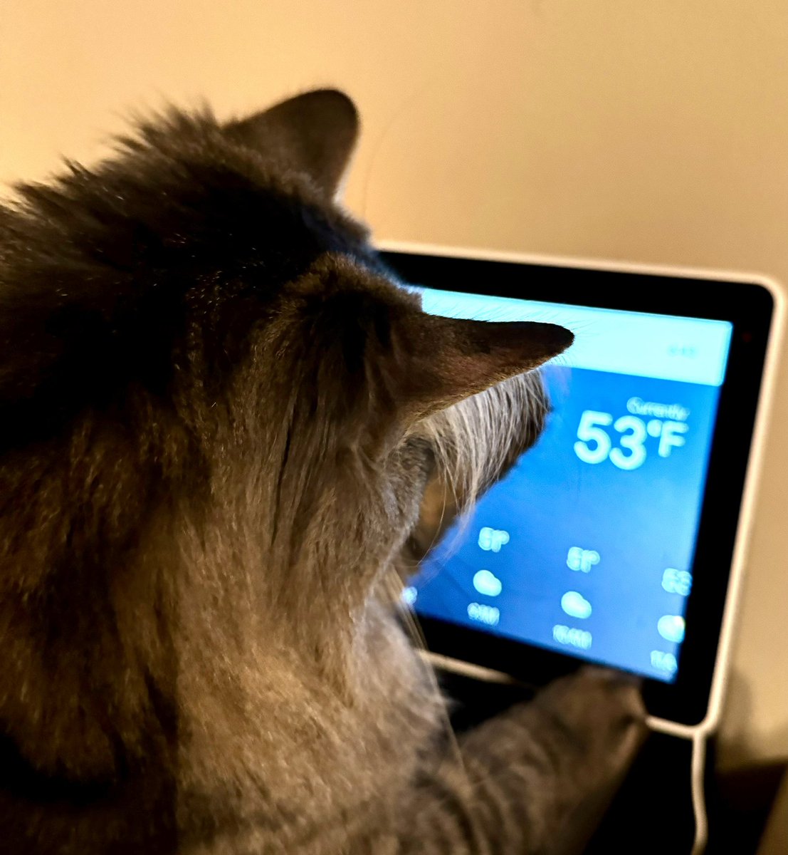 catnipaddicts's tweet photo. The other day, as I was getting ready for work, @Google started giving me the weather. Turned around, and Stripes was activating the screen. Guess he was just trying to see how the weather was going to be for bird watching that day! #GoogleWeather #CatsAreSmart https://t.co/sZaIRmaDVQ