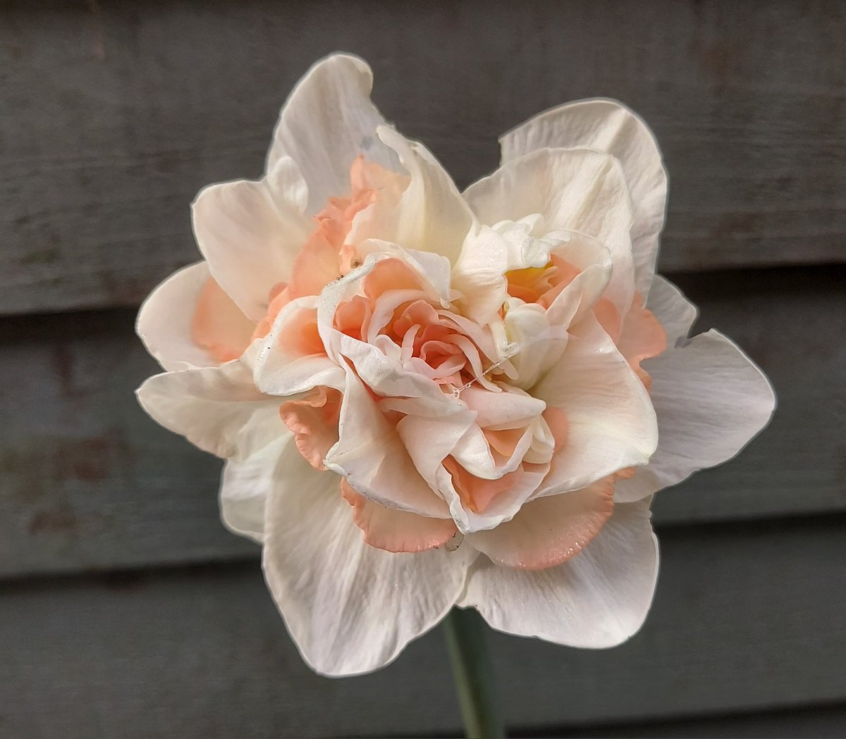 Narcissus 'Mazzard' waving around in a stiff southwesterly breeze. Raised by Ron Scamp in Falmouth, Cornwall & registered in 2001. A very pretty coral pink & white double #daffodil