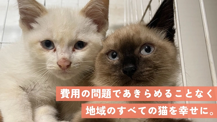 2016年から保護猫活動をしている「城下町にゃんこの会和歌山（@nyankonokai1 ）」は、地域のすべての猫に不妊手術を施すことを目指しています。 「1匹でも多くの猫を幸せに」そして「不幸な命を産まさない」ため、引き続きご支援をお願いします。 readyfor.jp/projects/jouka…