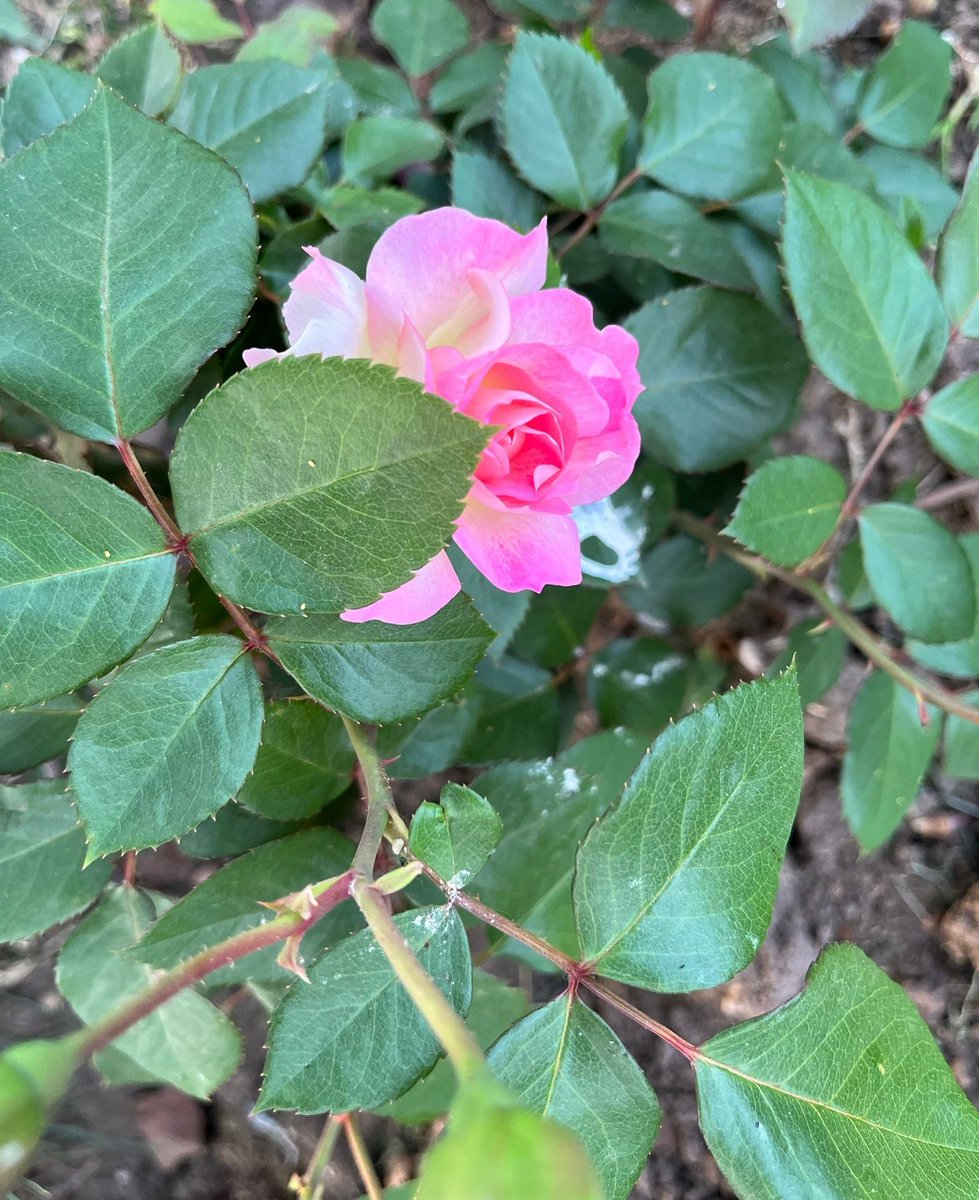 😌 Happy Friday and weekend too dear @Jilliemary 😊 First 🌹 in grandma's garden