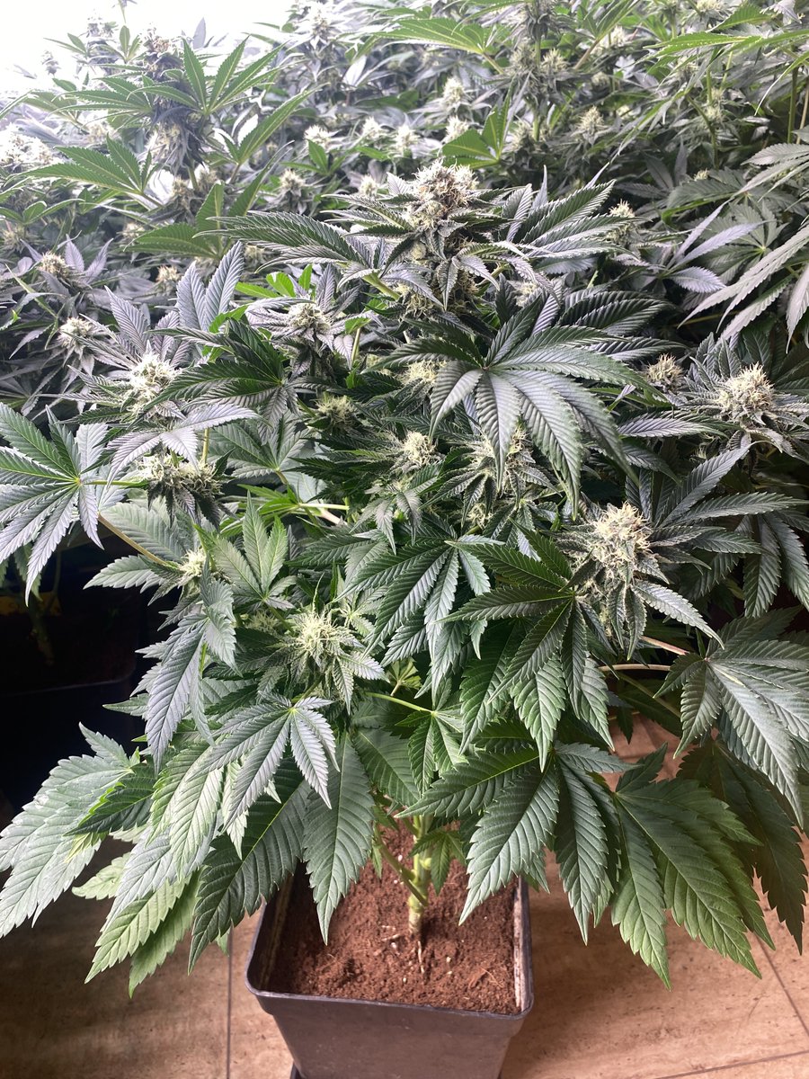 Buddha Dosi2 se está poniendo muy tocha en floración 🌸😍¿Ya la has cultivado?
#buddhaseeds #weedlovers #weedlife #weedtwt #cannabisindustry #legalisation2024 #LegalizeIt #cannabisusa