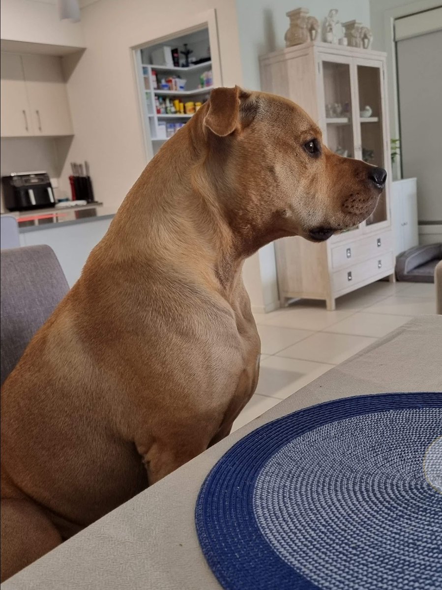 I've come to the conclusion that our dogs sit at the table more than we do! 😂 ♥ #staffy #staffie #amstaff