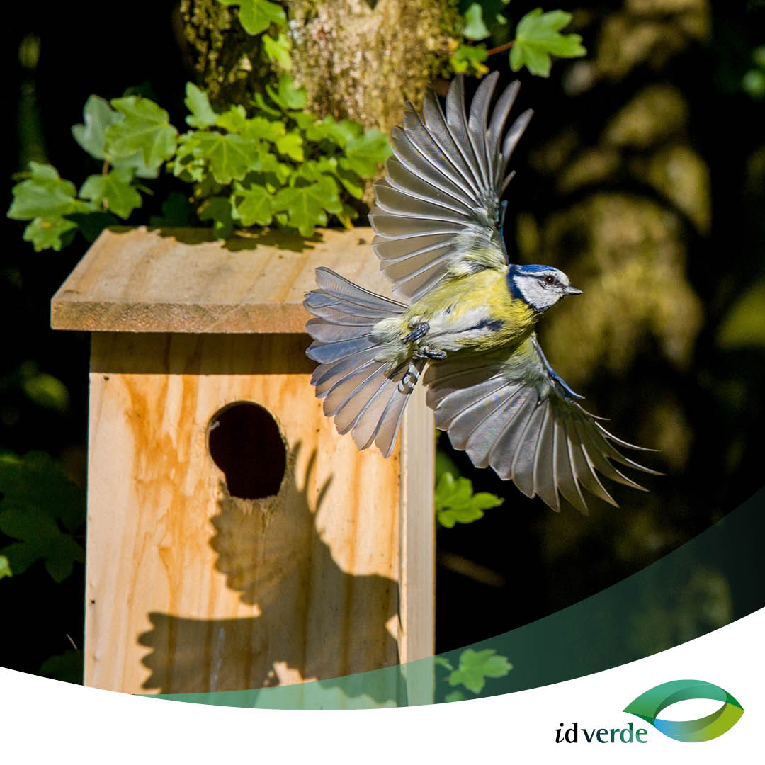 Bird #NestingSeason is upon us, it's a critical time for species to breed & raise their young. Birds will be busy gathering materials & building nests, & our team with @natures_voice are building, installing & monitoring nestboxes across the country idverde.co.uk/blogs/bird-nes…