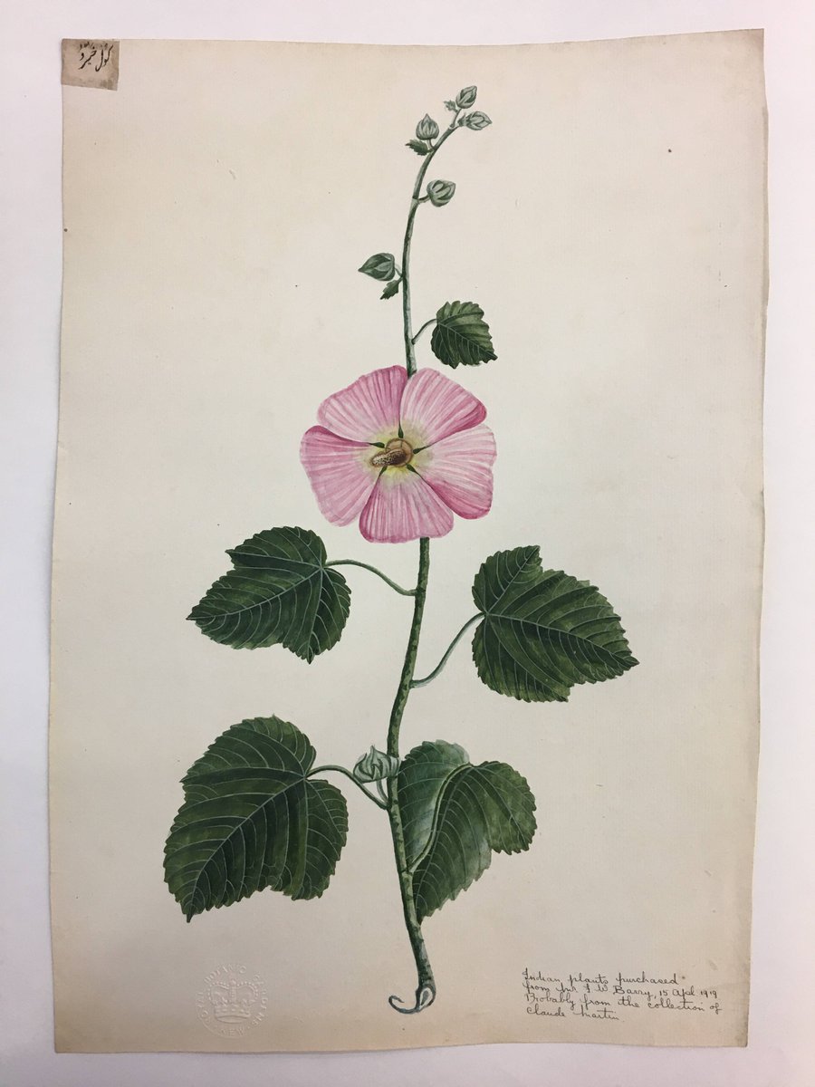 During our current inventory, we came across this beautiful painting of an Alcea flower- also known as #Hollyhock. Whilst a popular garden choice, Hollyhock is also the feature of the annual Kyoto festival 'Aoi Matsuri', where they are celebrated for their legendary significance.