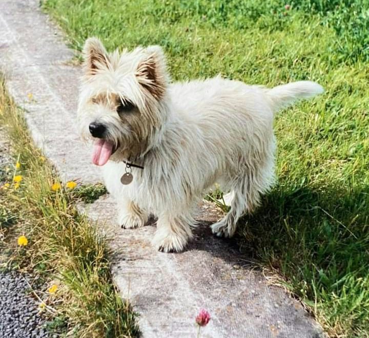 My first dog a cairn terrier 🐶 She was a sweetheart 🌿❤️