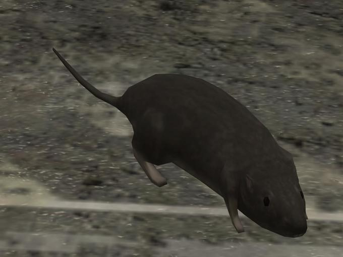 I love you Halo 3 rat, do you love me