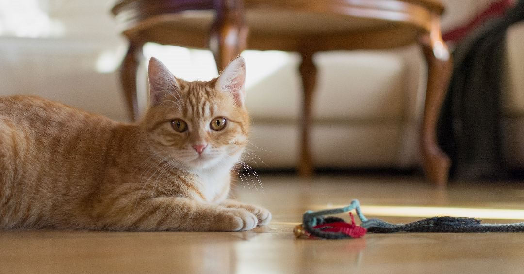 #FelineFriday 🐱

Did you know we have a variety of educational and informative handouts on our website that can be freely accessed?

This #FelineFriday why don't you head to the Handout section on our website to learn more about cat play:  bit.ly/445wrTz

#catbehaviour