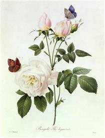 'Cultivo una rosa blanca en junio como enero para el amigo sincero que me da su mano franca... ' 🖋 José Martí 🖌 Pierre Joseph Redouté