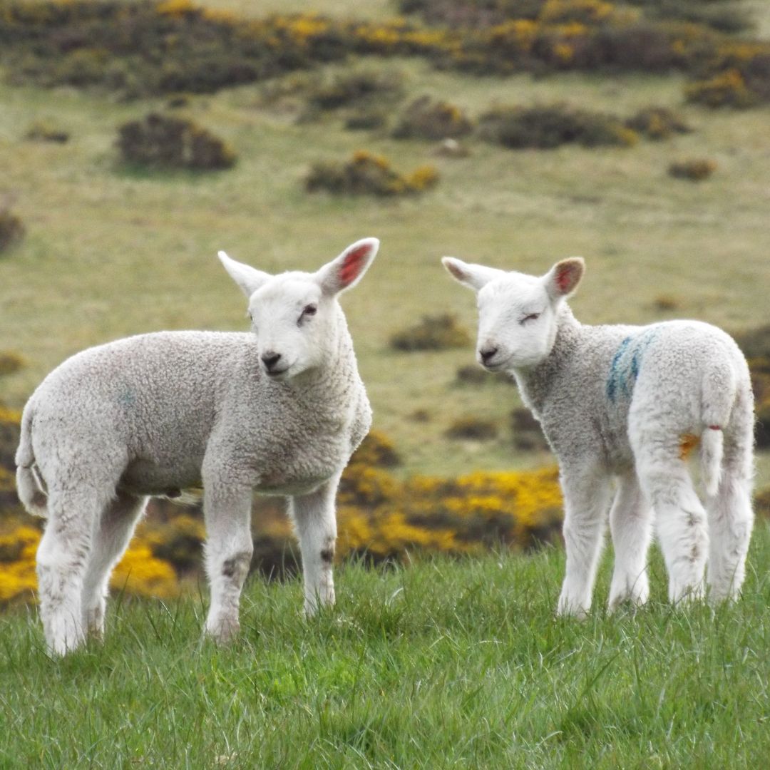 Spring's in the air new lambs skip awkwardly across field's bumpy dips. On guard for any sounds nearby. Stop, stand and stare at each passer-by. 'Are you looking at me?' their bleated query. Passengers cheerily never reply. 𝘕𝘦𝘸 𝘠𝘦𝘢𝘳'𝘴 𝘍𝘳𝘰𝘴𝘵 Derek R King Dec 2024