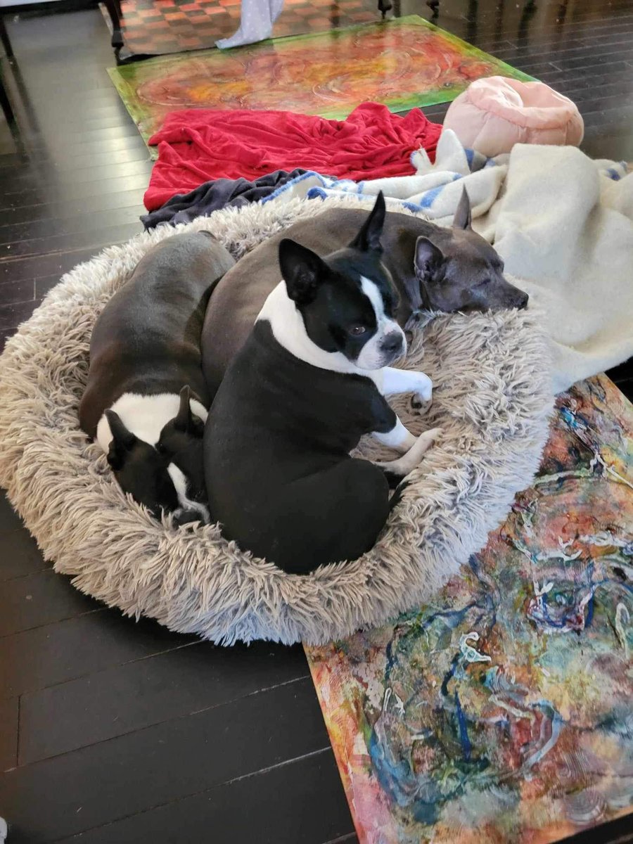 Happy Friday from the Girls: Minnie Bat 🦇 Sox & Misty ♥️♥️♥️🦇