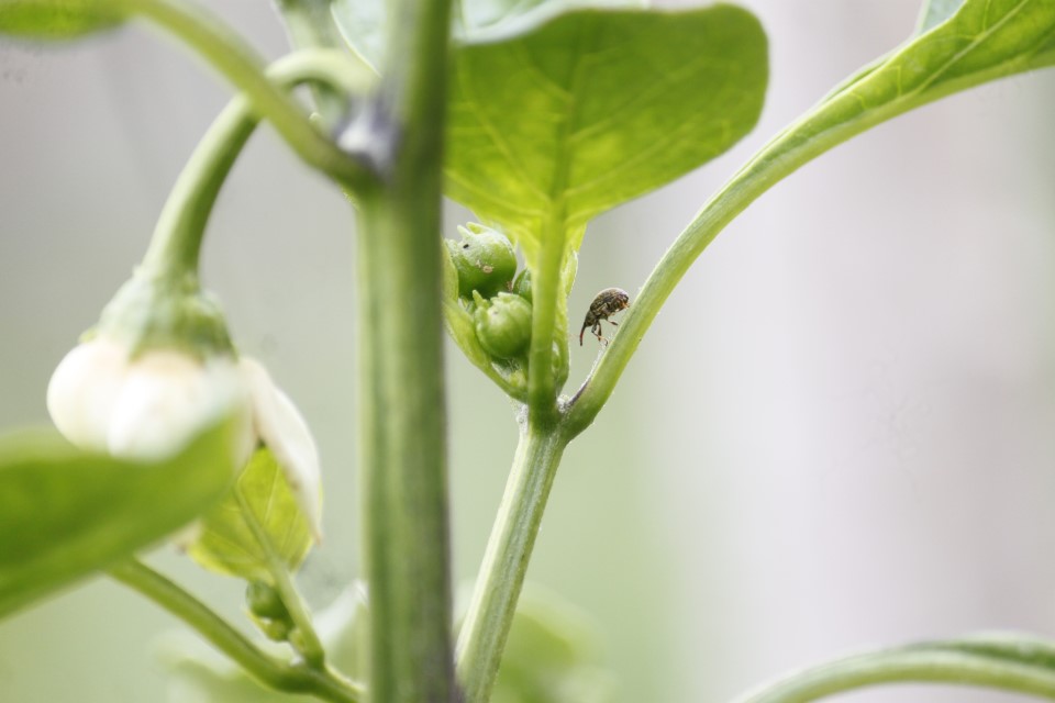 Pepper Weevils are one of the greatest threats to sweet (bell) pepper crops. 🫑 Our colleague Felipe Molina caught the pest in action at Cartago, Costa Rica, where the pepper harvest was protected with our biological products in an environmentally friendly way. ✅  #PhotoFriday