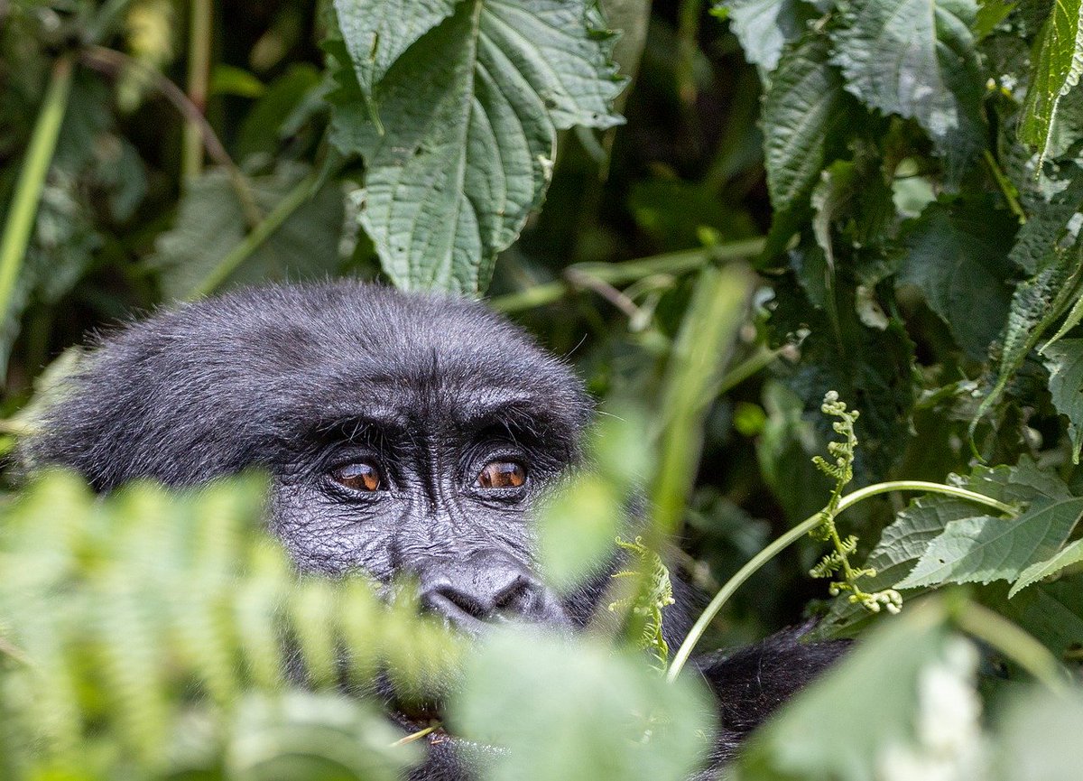 Don’t miss out on this donation match! You still have time to get your donation of up to $50 matched at 50% by @GlobalGiving's #LittleByLittle campaign. Help us save critically endangered Cross River gorillas, and donate before midnight EST today. rfr.bz/tl6nf40
