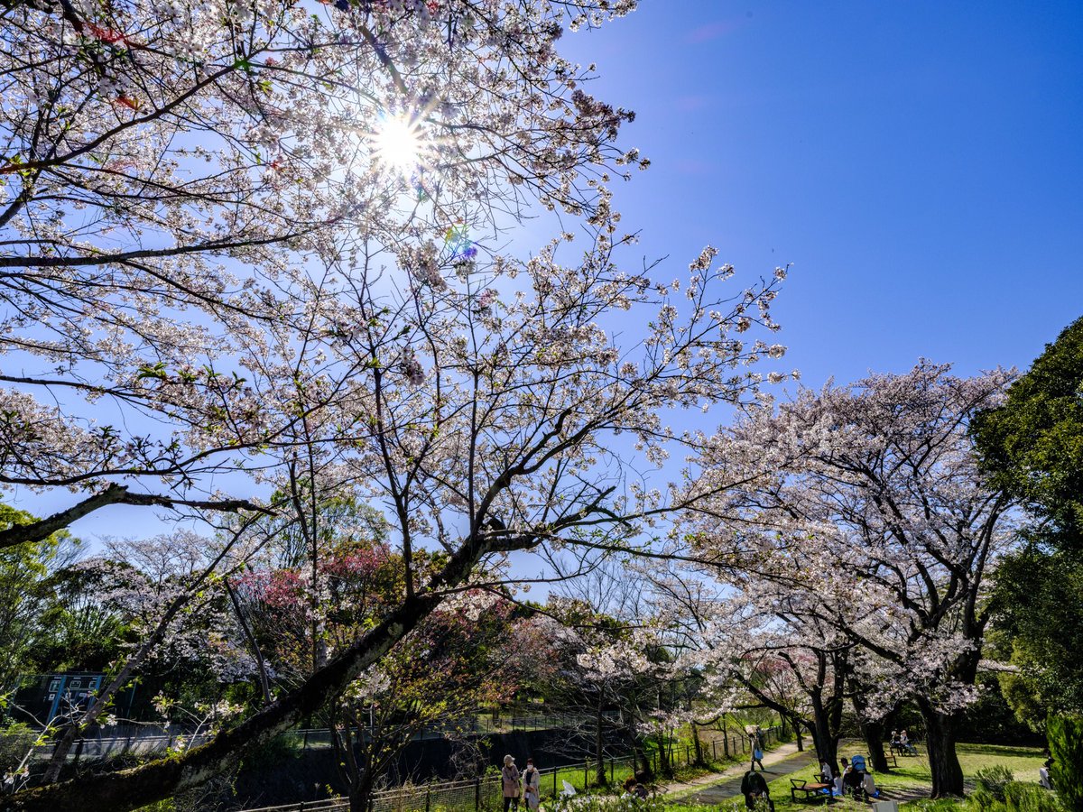 昭和記念公園　2024-04-10-4
桜
Fujifilm GFX 100s
GF 20-35mm F4 R WR
#fujifilm  #GFX #昭和記念公園 #桜