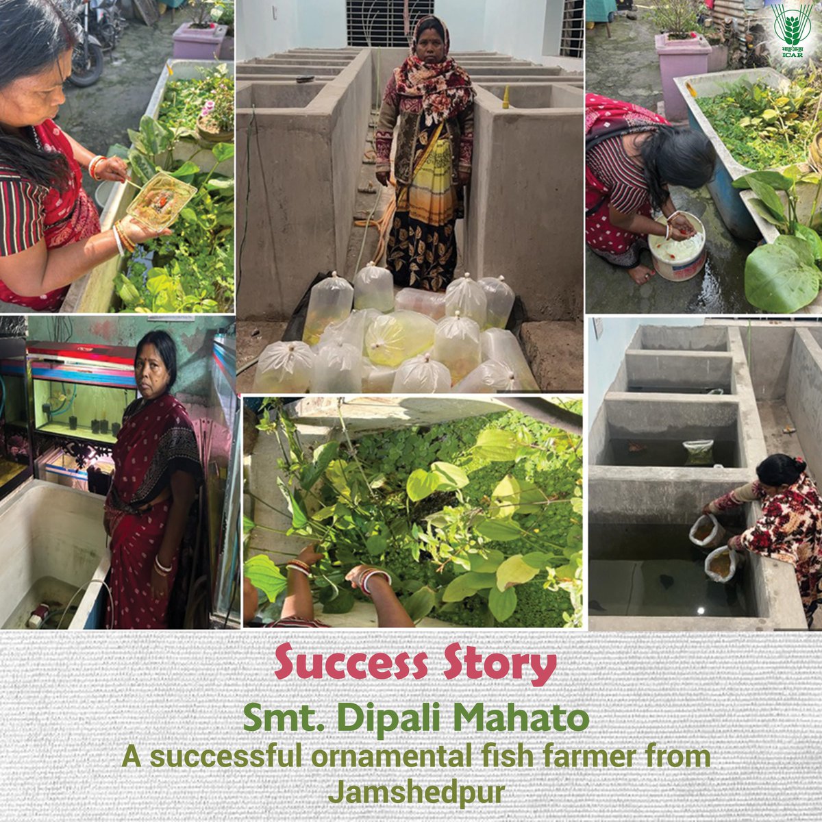 Smt. Dipali Mahato, a successful #ornamental #fish #farmer from Jamshedpur. #ICAR @PMOIndia @CimGOI @mygovindia @PIB_India @AgriGoI @DDKisanChannel @WorldFishCenter More details : icar.org.in/node/20685