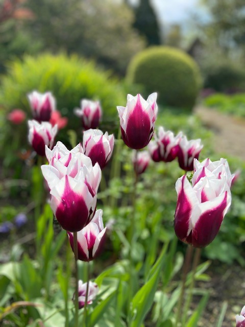 Great Comp Garden tweet media