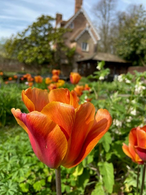 Great Comp Garden tweet media