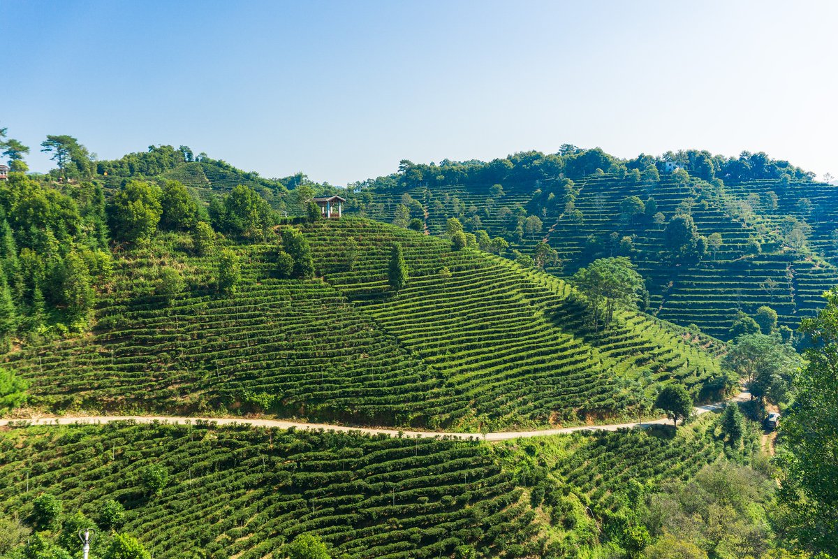 Did you know that traditional agricultural systems, like the ones that produce our tea, are also good for our #environment? They preserve the #diversity of nature and ancient knowledge! A study examines how and where they should be preserved. 🌿🍵 zalf.de/en/aktuelles/P…