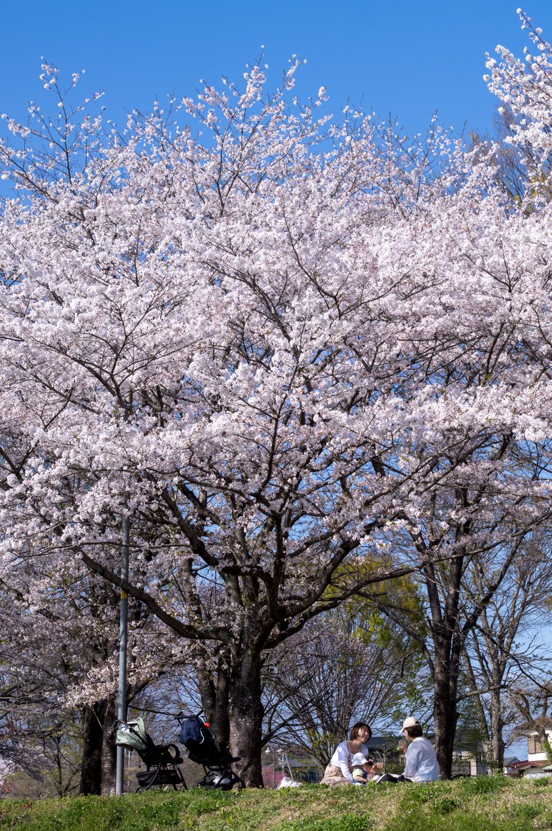 平和な春の光景 #leicam11