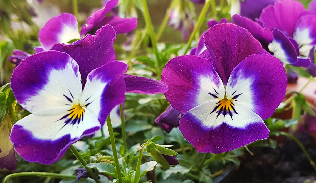 .@shockingnature - #isola di #GRADO #island - ...quando le #violette ti guardano in ... gattesco... - @mariacr28250504 @giorgiobigi1 @Keke0707 @marina52182 @CiriSince1978 @SuttoraM @SaraSanson67 @srmcarla @azzur_farfalla @Mario16604832 @enrica_emme @FlipRuth @PaoloBosio43