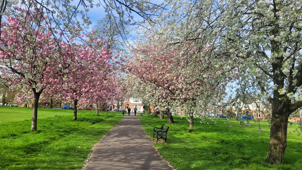 Blossom in Eltham Park South this morning