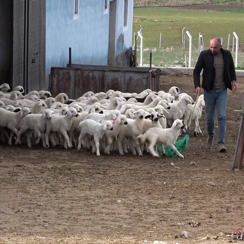 41 yaşındaki Celal Yazır, öğretmenliği bırakıp Yozgat'taki köyünde koyun yetiştiriciliğine başladı.