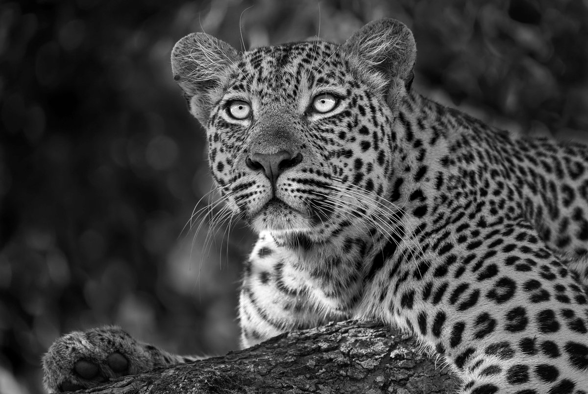 Maribye, the young male leopard, was found with a snare around his neck today. He has been treated by vets and is now recovering . The prognosis is good. The SSNR acted with great speed. 
We understand the anger many will feel, but please refrain from contacting the Sabi Sand.…