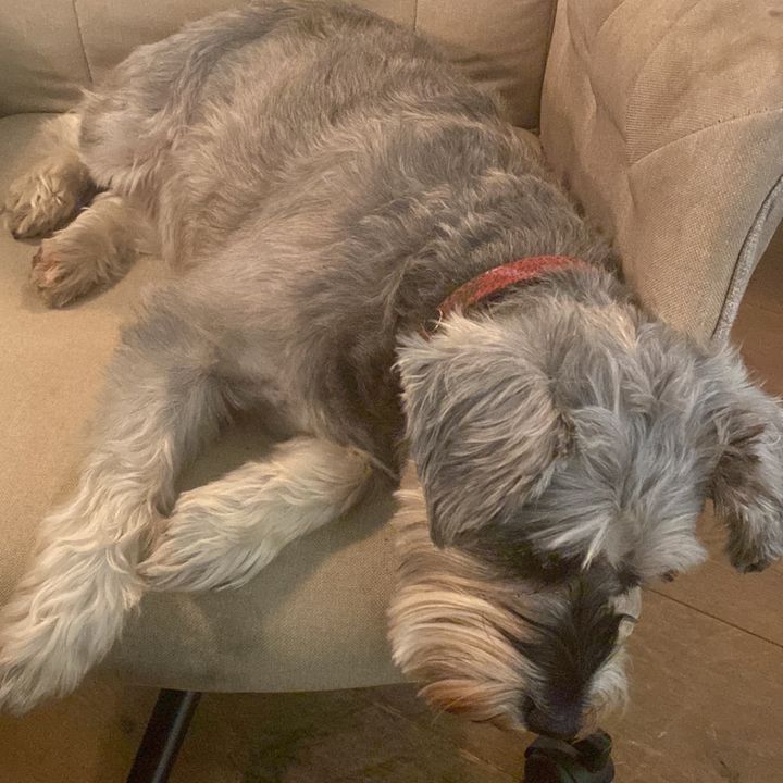 I believe one of our team is not pulling their weight 😜 Meet Riley she has the life of Riley!! #Schnauzer #LazyDog #MeetRiley