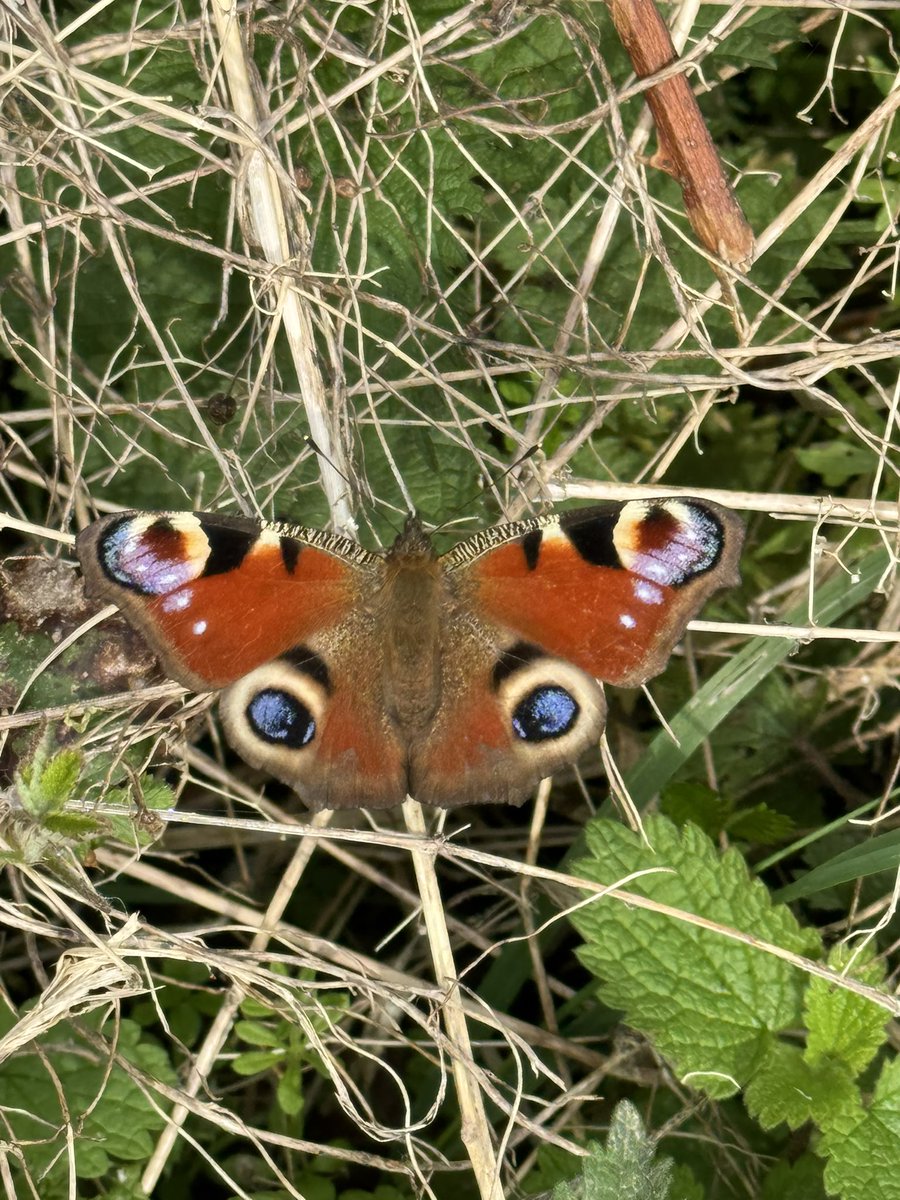 A beautiful Peacock butterfly on the wayside this morning, fluttering over the muddy hare fields.