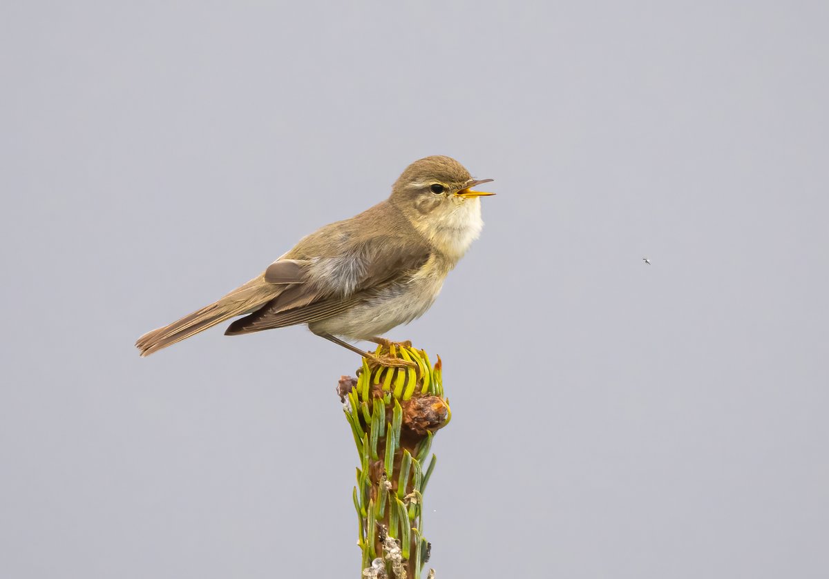 Have you heard any singing warblers such as Blackcap, Chiffchaff and Willow Warbler? Singing can be recorded as breeding evidence in @BirdTrack, don't forget to add counts of singing birds and territories to the comments box: the-soc.org.uk/pages/birdtrack Photos © Bob Hamilton