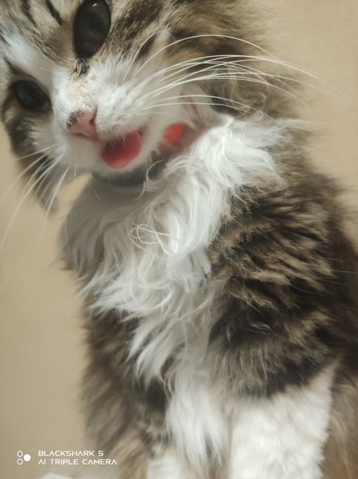 舌出しちゃってかわいいねえ! 