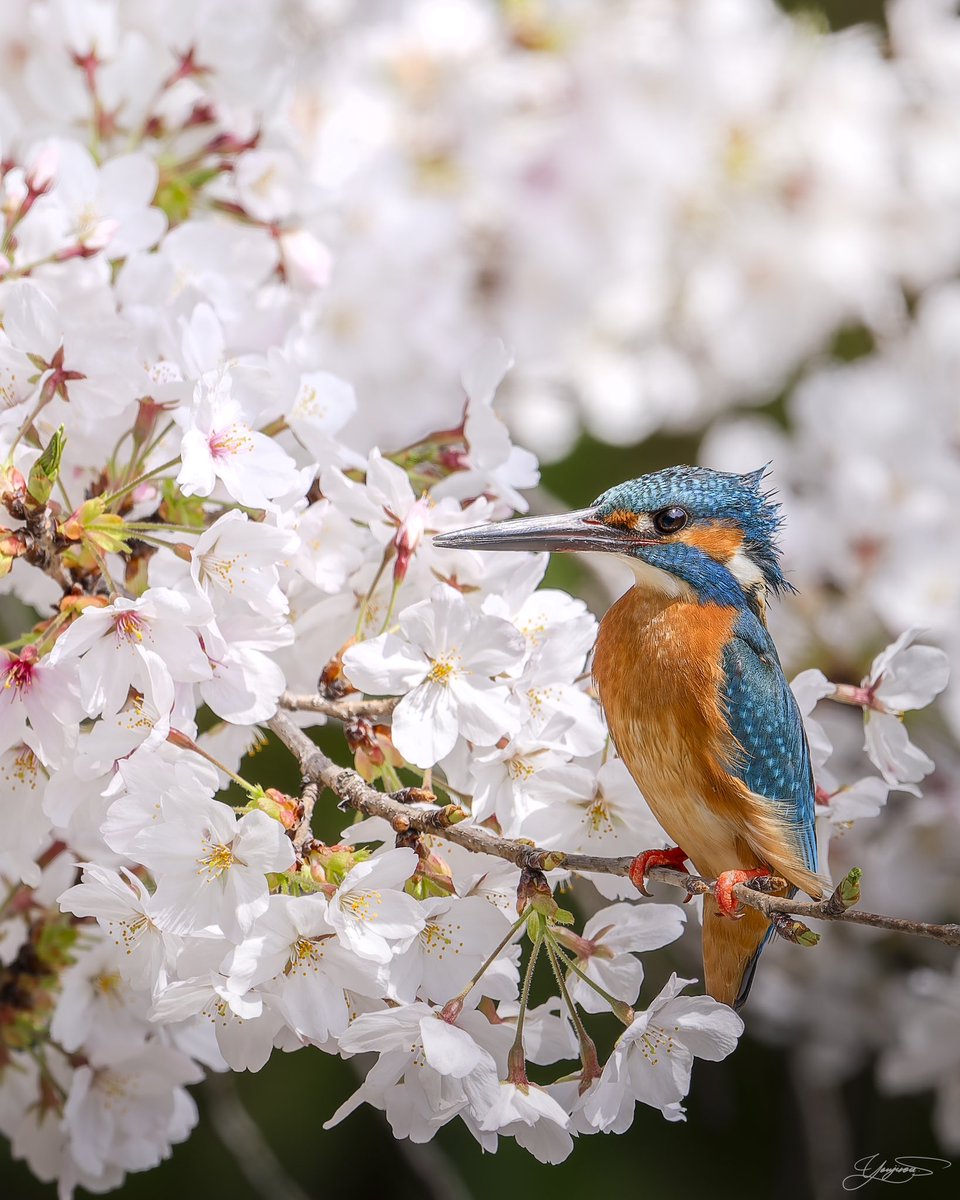 白い桜には、碧いカワセミがよく似合うってね(❛◡❛✿)

#桜
#カワセミ