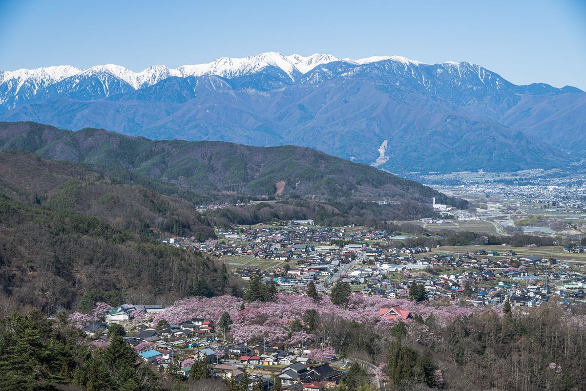 残雪の中央アルプスと桜咲く高遠城址 #nikon #photograghy