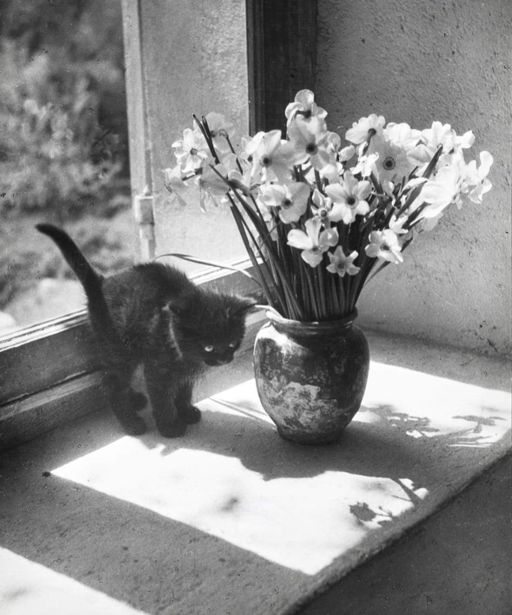 © Willy Ronis (1957)