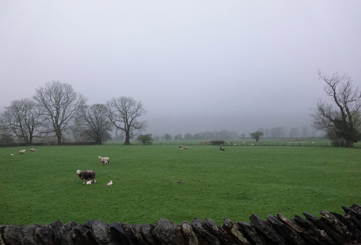 Morning from the damp lambs of the Lake District