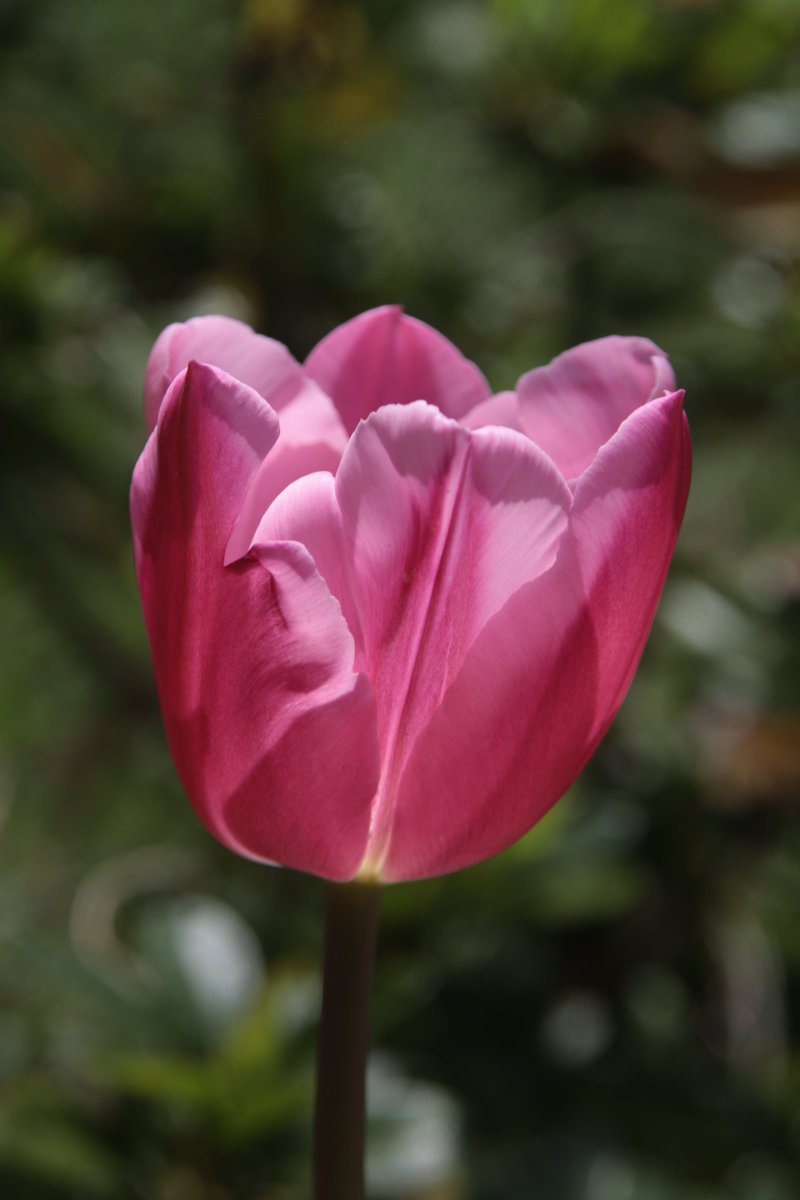 Tulip 🥰

#Photography #Flowers